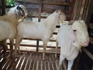 Farm Goat
