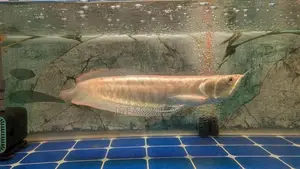 Red Eye Albino Arowana