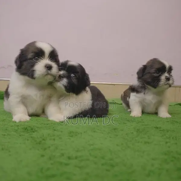 Pure Breed Shih Tzu Puppies