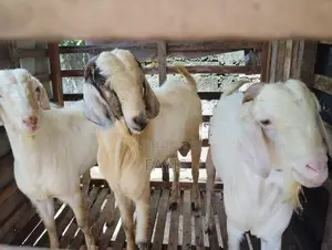 Farm Goat