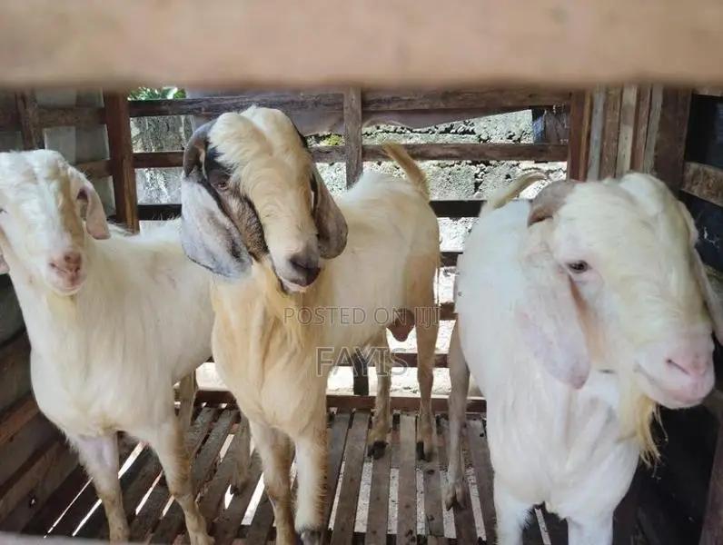 Farm Goat