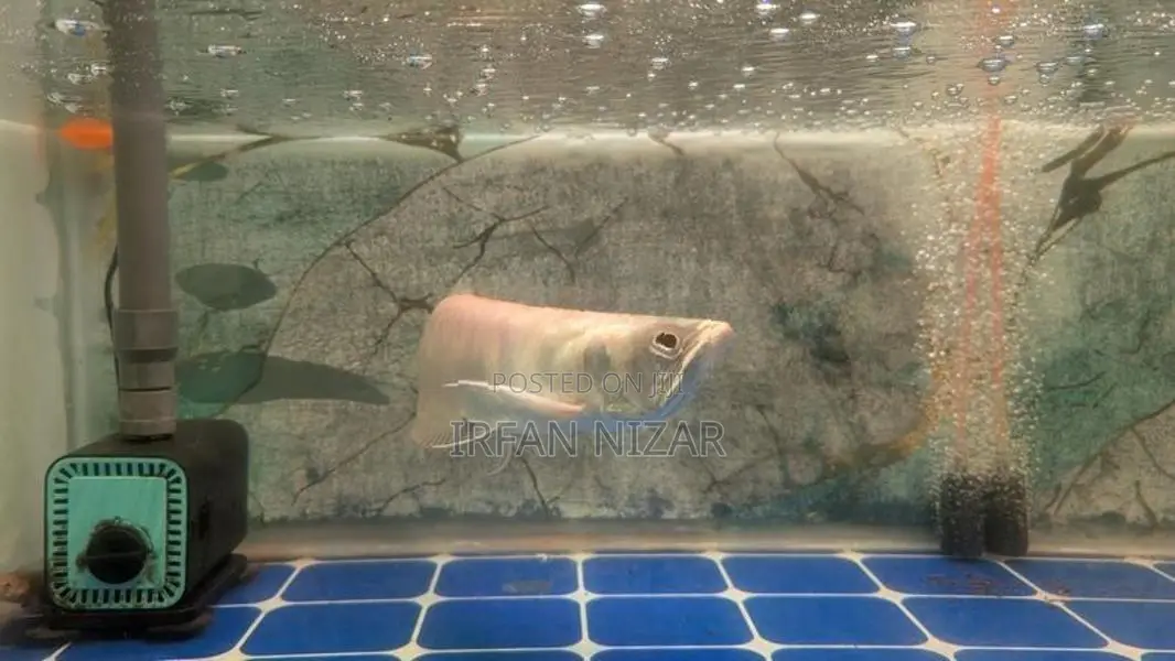 Red Eye Albino Arowana