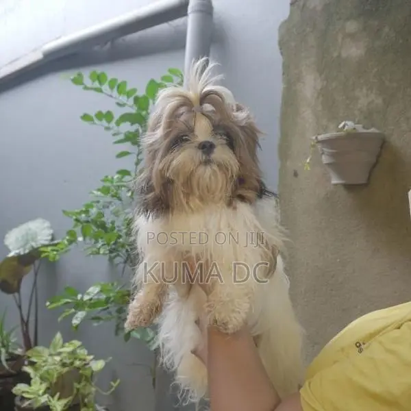 Pure Breed Shih Tzu Puppies