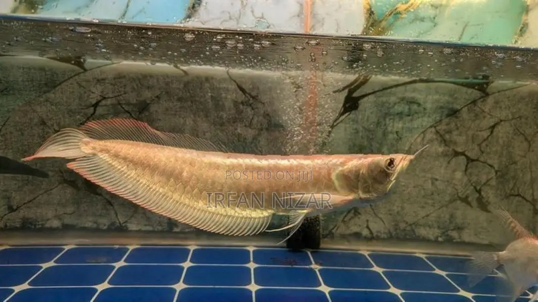 Red Eye Albino Arowana