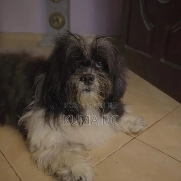 Pure Breed Shih Tzu Puppies