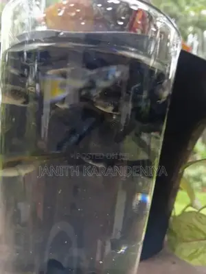 Guppy Moscow Blue