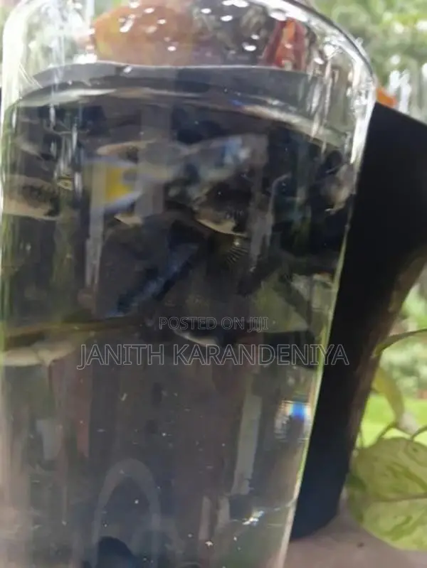 Guppy Moscow Blue