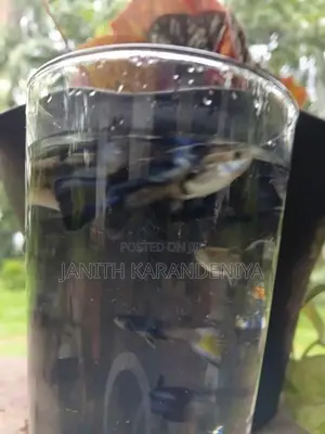 Guppy Moscow Blue