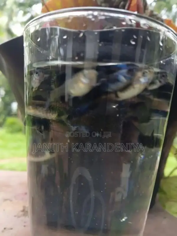 Guppy Moscow Blue