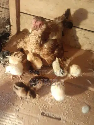 Country Chicken