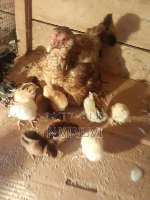 Country Chicken