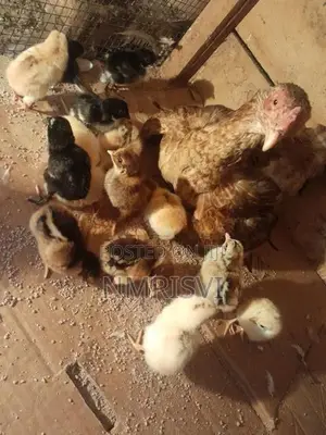 Country Chicken