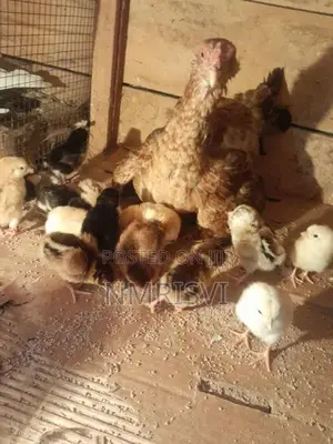 Country Chicken