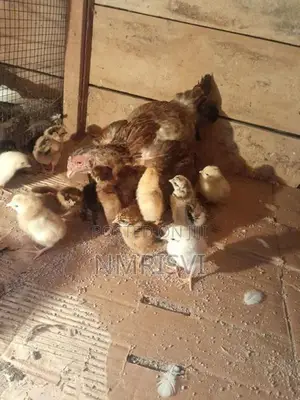 Country Chicken