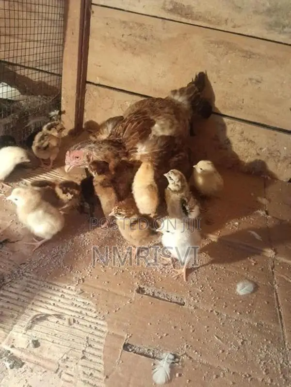 Country Chicken