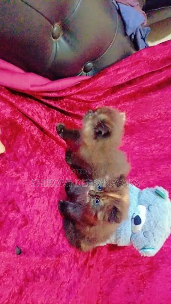 Parsian Cat