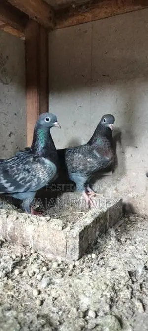 Pigeon