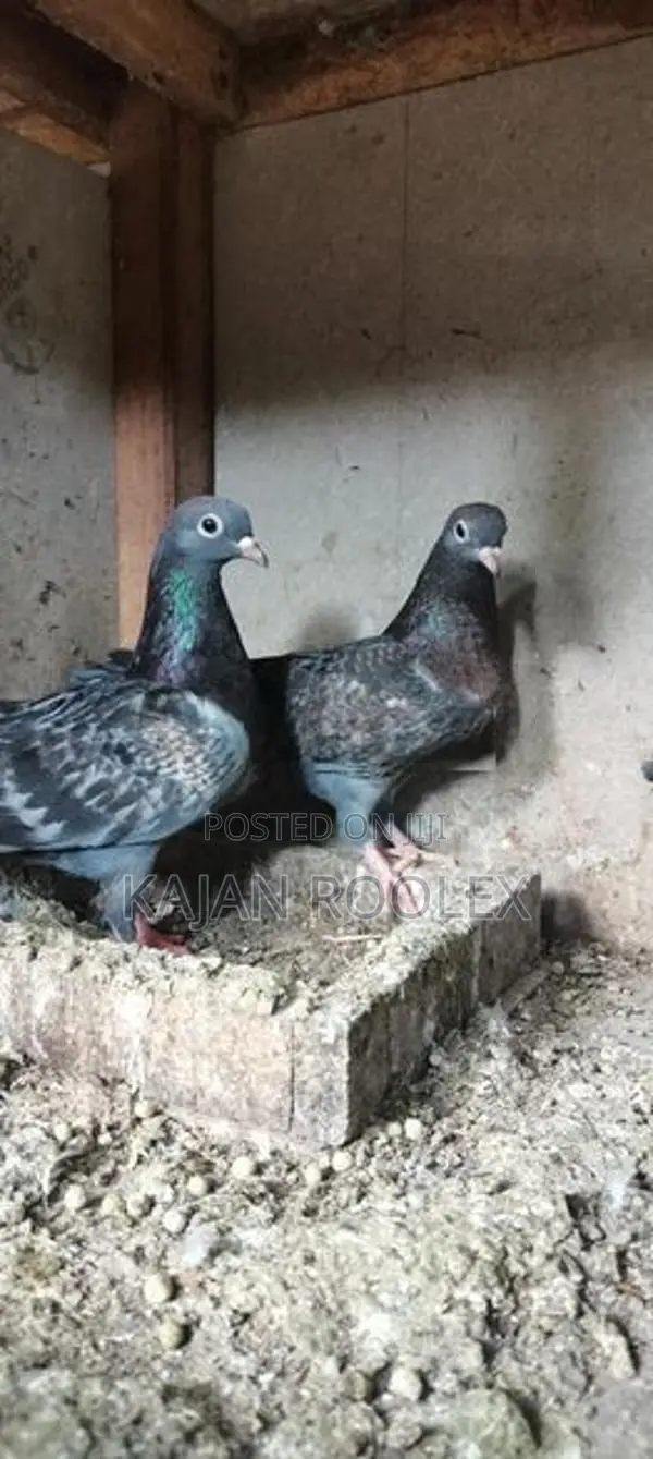 Pigeon