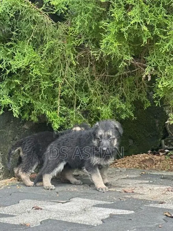 German Shepherd Puppies