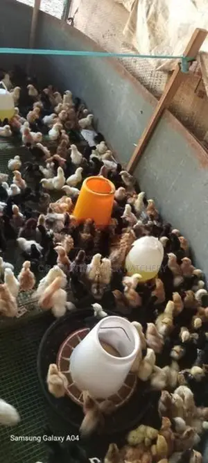 ගම් කිකිලි පැටවු