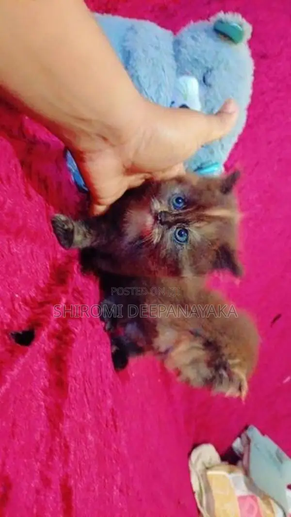 Parsian Cat