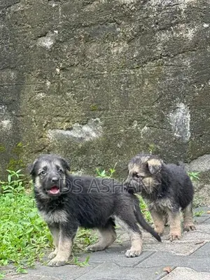 German Shepherd Puppies