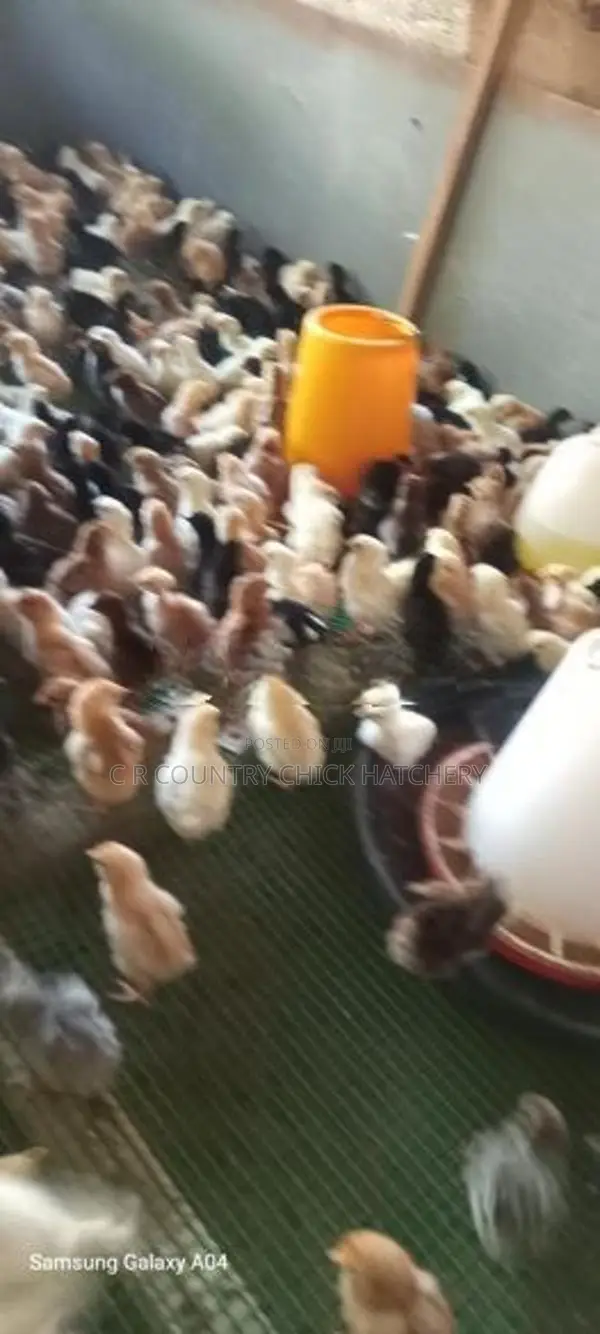 ගම් කිකිලි පැටවු