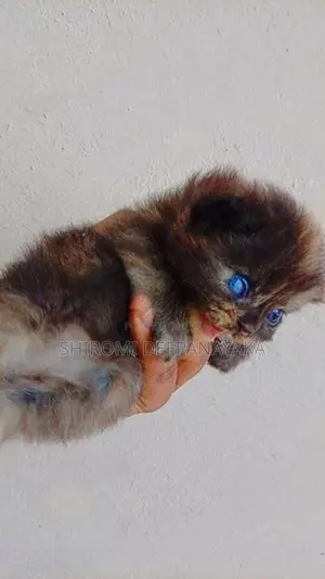 Parsian Cat