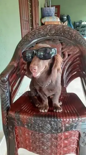 Dachshund Long Hair Puppy
