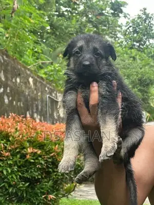 German Shepherd Puppies