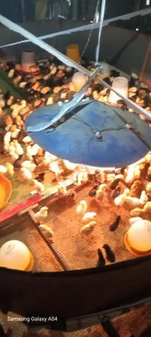 ගම් කිකිලි පැටවු