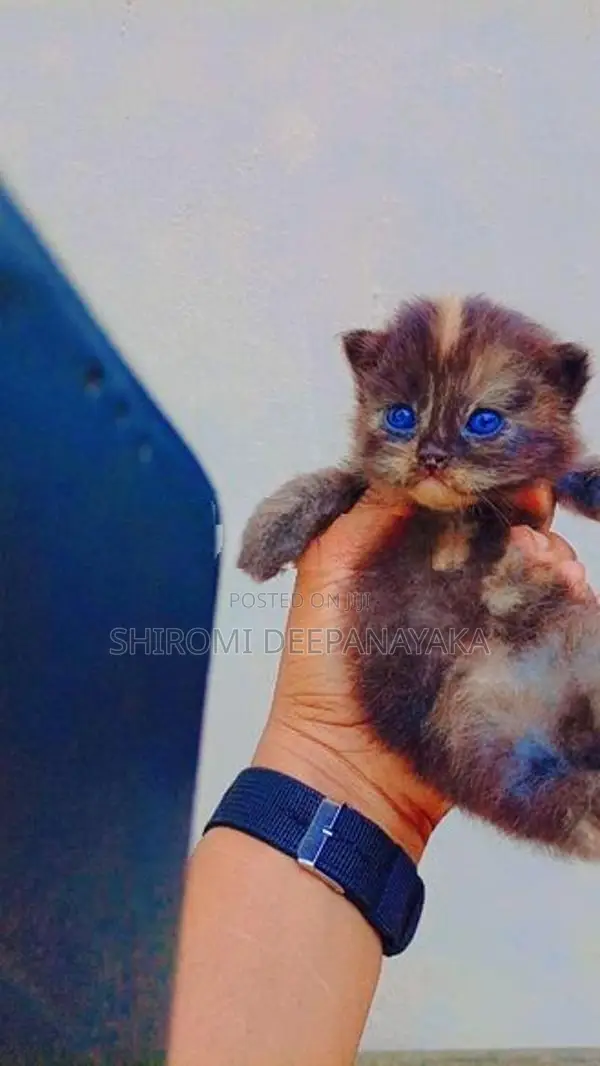 Parsian Cat