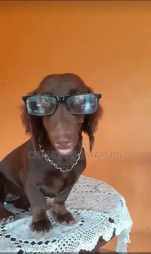 Dachshund Long Hair Puppy