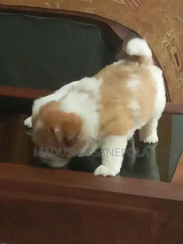 Shih Tzu Male Puppy
