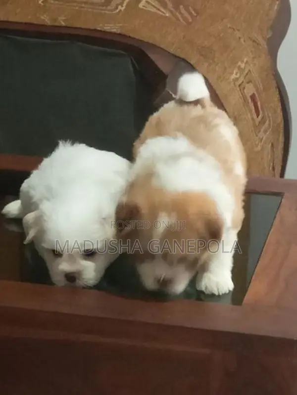 Shih Tzu Male Puppy