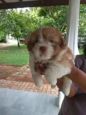 Shih Tzu Male Puppy