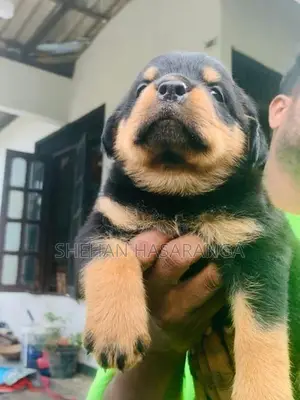 Rottweiler Puppies
