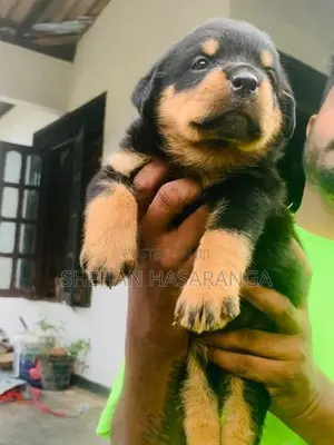 Rottweiler Puppies