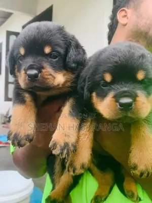 Rottweiler Puppies