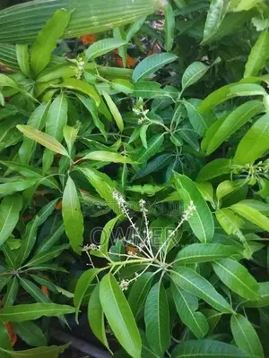 மாங்கன்றுகளையும்