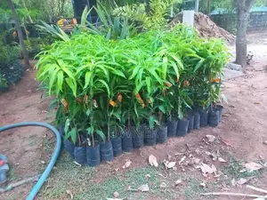 மாங்கன்றுகளையும்