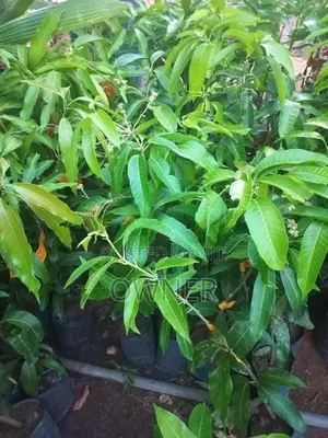 மாங்கன்றுகளையும்