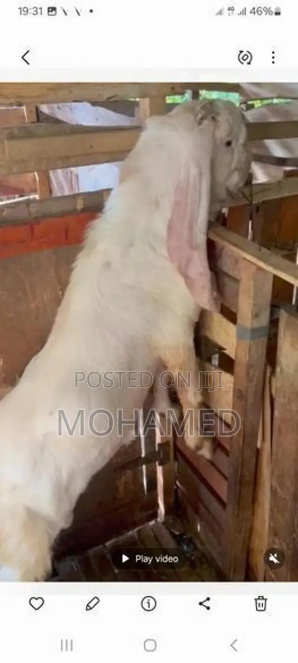 Jamunapari Male Goat