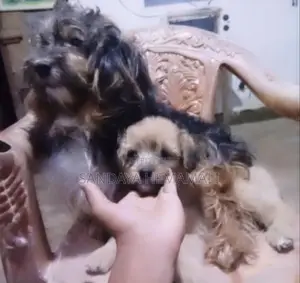 Shih Tzu Puppies