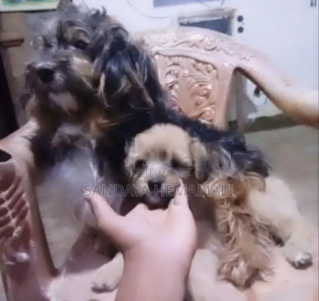Shih Tzu Puppies