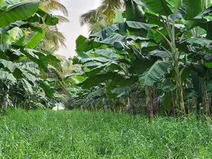 Bingiriya- banana and coconut cultivated land for sale (SSPL-413)