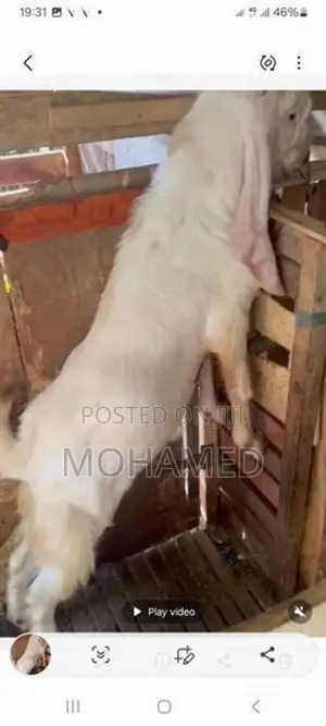 Jamunapari Male Goat