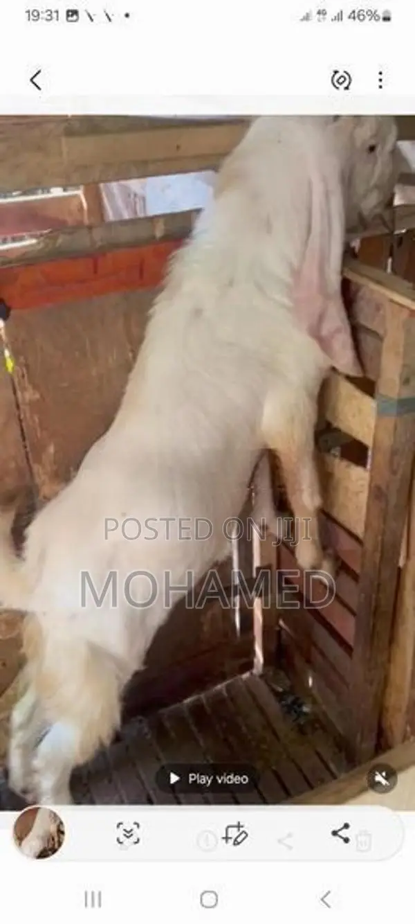Jamunapari Male Goat