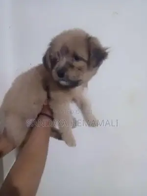 Shih Tzu Puppies