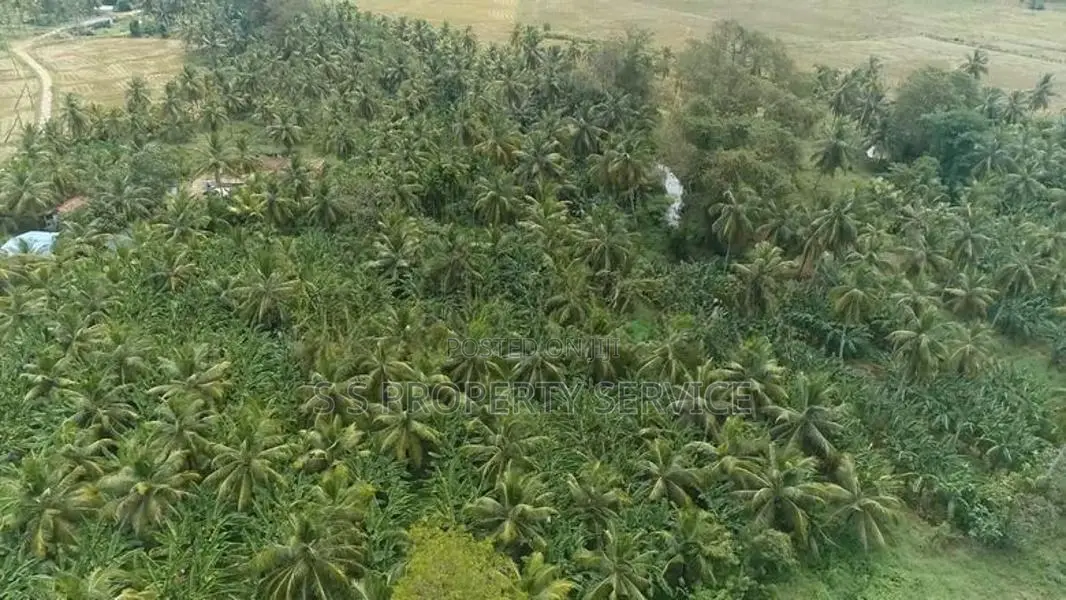 Bingiriya- banana and coconut cultivated land for sale (SSPL-413)